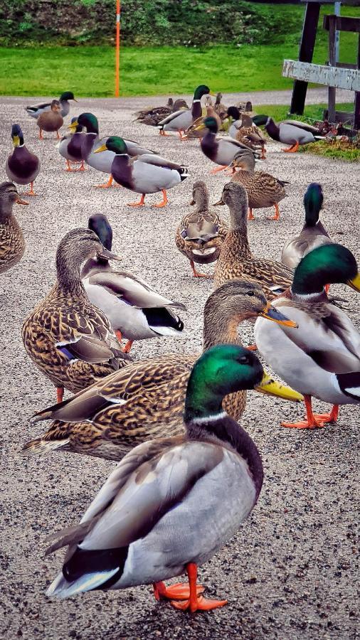 Orrefors Vandrarhem Nybro  Exteriör bild